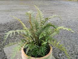 Image result for Asplenium aethiopicum