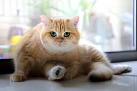 It isn't toxic for cats but it could cause digestive problems. Can Cats Eat Almonds Live Long And Pawspurr