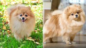 pomeranskij shpic istoriya proishozhdeniya porody sobachij blog pomeranskij shpic pomeranskij shenok pomeranskogo shpica