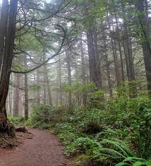 Forks is a city in clallam county, washington, united states. A Home In Forks Wa Forks Forum