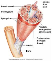 A skeletal muscle cell is long and threadlike with many nuclei and is called a muscle fiber. What Are The Functions Of The Cells Of The Skeletal Muscle Quora