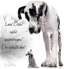 Vierundzwanzig sprungfedern für die großen und ,kleinen hürden des lebens. Timus Dreamcard S Lass Dich Nicht Unterkriegen Du Schaffst Das