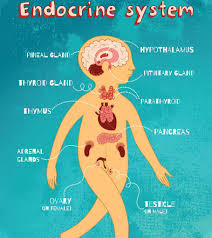 It is involved in keeping homeostasis (regulating the bodies internal environment) as well as carrying out many applications controlled by the sympathetic and parasympathetic nervous system. Endocrine System Diagram Parts And Functions For Kids