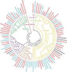 Tree Of Life Showing Ecological Interactions That Are Evolutionarily Conserved Red Genera With Conserve Tree Of Life Evolution Phylogenetic Tree Tree Of Life