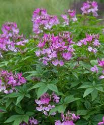 Image result for Cleome elegantissima