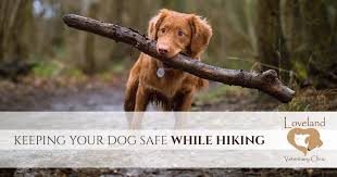 Fill out your postcode below to check the level of service at your nearest pdsa pet hospital. Veterinarian Loveland Hiking Safely With Your Dog