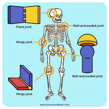 Learn About Your Joints Science For Kids Human Body Science Human Joints Human Body Systems