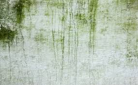 Mold looks slimy or fuzzy and can be more dangerous. 5 Ways To Kill Mold Naturally Mold Remover Mold In Bathroom Best Paint For Bathroom