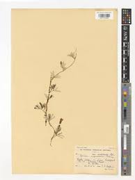 Image result for Ipomoea magnusiana