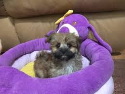 Puppyspot.com has been visited by 100k+ users in the past month Morkie Or A Maltese Yorkie Puppies For Sale In Ocala Florida Micheline S Pups