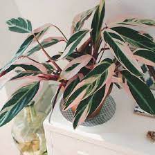 Calathea Triostar Plant Goals House Plants Indoor Plants