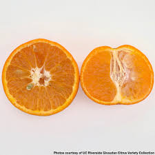 Image result for Citrus reticulata