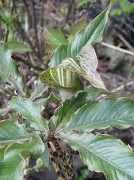 Image result for Arisaema mildbraedii