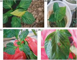 Image result for tomato seedling xanthomonas vesicatoria