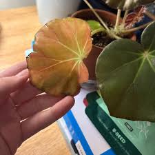Image result for Begonia ampla