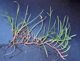 Image result for Kyllinga