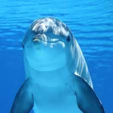 Our online dolphin trivia quizzes can be adapted to suit your requirements for taking some of the top dolphin quizzes. Dolphin Quiz Questions And Answers Free Online Printable Quiz Without Registration Download Pdf Multiple Choice Questions Mcq