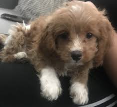 Daily activity and exercise for your cavoodle. Cavapoo Puppies For Sale Atlanta Ga Cavapoo Puppies Cavapoo Puppies For Sale Cockapoo Puppies For Sale
