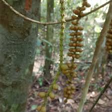 Image result for Gnetaceae