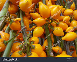 Image result for Solanum mammosum