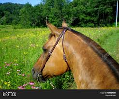 Fritz manila tomcat, 2015 buckskin colt. Buckskin Quarter Horse Image Photo Free Trial Bigstock