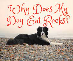 How to get your dog to stop eating everything. How To Stop A Puppy Or Dog From Eating Rocks Pethelpful