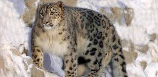 To protect these endangered cats, we need to work at a larger landscape level, and find ways for snow leopards to coexist with … Snow Leopard In Ladakh The Explorations Company