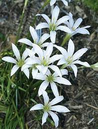 Pin On Wildflowers For The Garden