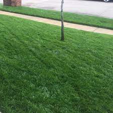 Kentucky Bluegrass Seed Midnight Kentucky Bluegrass Lawn Seed Seeding Lawn Lawn Grass Seed