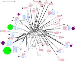 phylogenetic network of ospc sequences the network includes