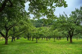 We did not find results for: Pemandangan Alam Pohon Hijau Daun Daun Indah Padang Rumput Pohon Kecil Pohon Buah Pikist