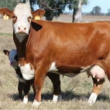 Ayrshire beef2live eat beef live better. Boer Goats Live Sheep Cattle Live Dairy Cows And Pregnant Style Weight Origin Type Product Place Alive Livestock Holstein Buy Livestock Hay Feeder Livestock Trucks Side Panel Of Livestock Trailer Product On Alibaba Com