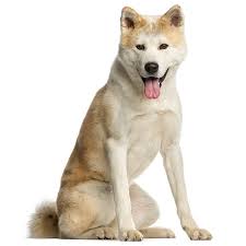People incorporate shiba inu to pursue target quickly because the small figure. Dog Breeds Information Pictures Of All Types Of Dogs