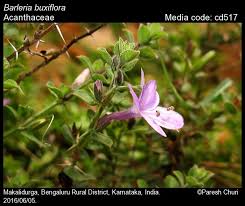 Image result for Barleria oxyphylla