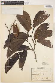 Image result for Berlinia grandiflora