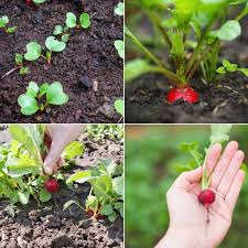 Don't plant all your seeds at the same time. How To Plant And Grow Radish From Seed A Fast Growing Crop You Can Grow In Containers Together Time Family