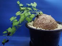 Image result for Trochomeria macrocarpa