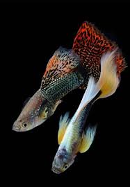 Guppies Online Guppy Fish Guppy Fish Tank Guppy Fish Food