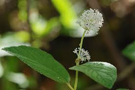 Image result for Rhamnaceae