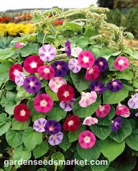 Image result for Ipomoea tricolor