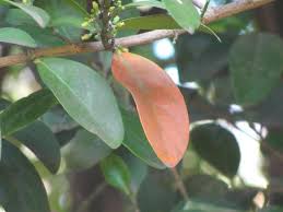 Image result for Suregada