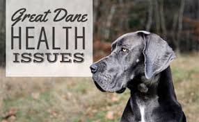 It all depends on who is selling them, their age, and sometimes even their gender. 8 Great Dane Health Issues You Should Be Aware Of Caninejournal Com
