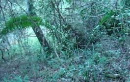 Image result for Encephalartos aplanatus