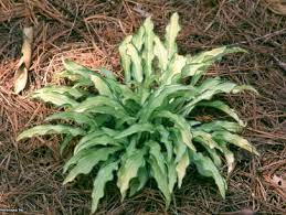 We did not find results for: Transplanting Hostas Hgtv