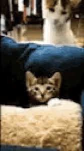 One day a few weeks ago he came in from outside and went to eat some food, smelled his food, ran away and started shaking his head and licking his lips, and also shaking his head when he licks his fur. Smack You Gifs Tenor