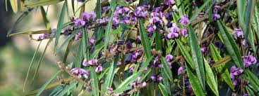 Compare prices & read reviews. Purple Pea Bush Backyard Buddies