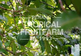 Naturehills.com has been visited by 10k+ users in the past month Abui Penang Tropical Fruit Farm