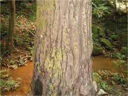 Image result for Triumfetta setulosa