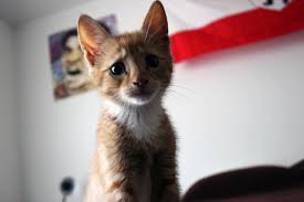Anime wallpapers, 1080x2340 hd backgrounds. Sad Cat Meme Face