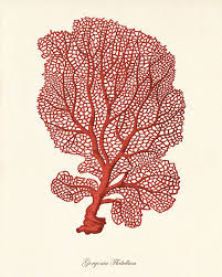 Red Sea Coral Art Print Vintage Nautical Art Print Old Prints Etsy Coral Art Sea Life Art Sea Art